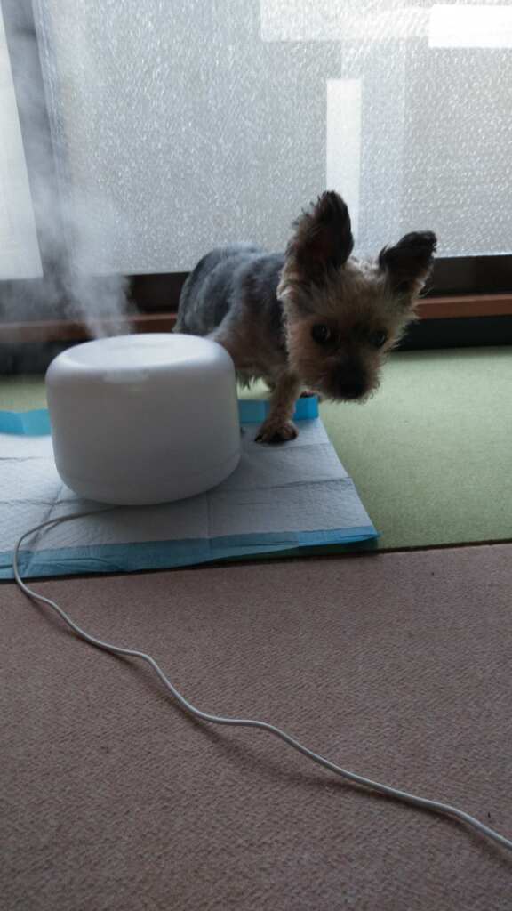 ミニ加湿器