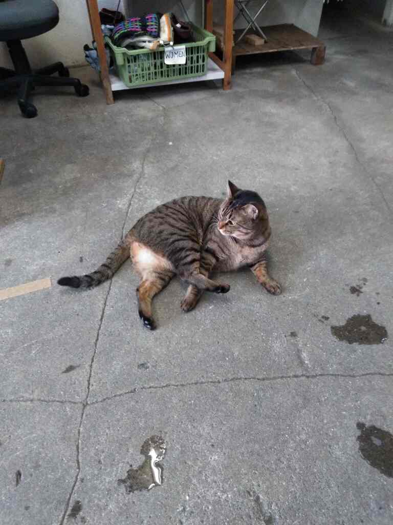 右足