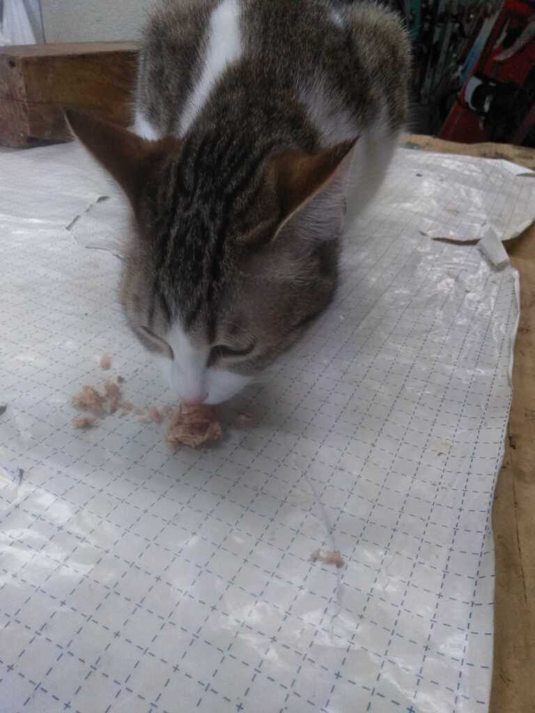 かつお