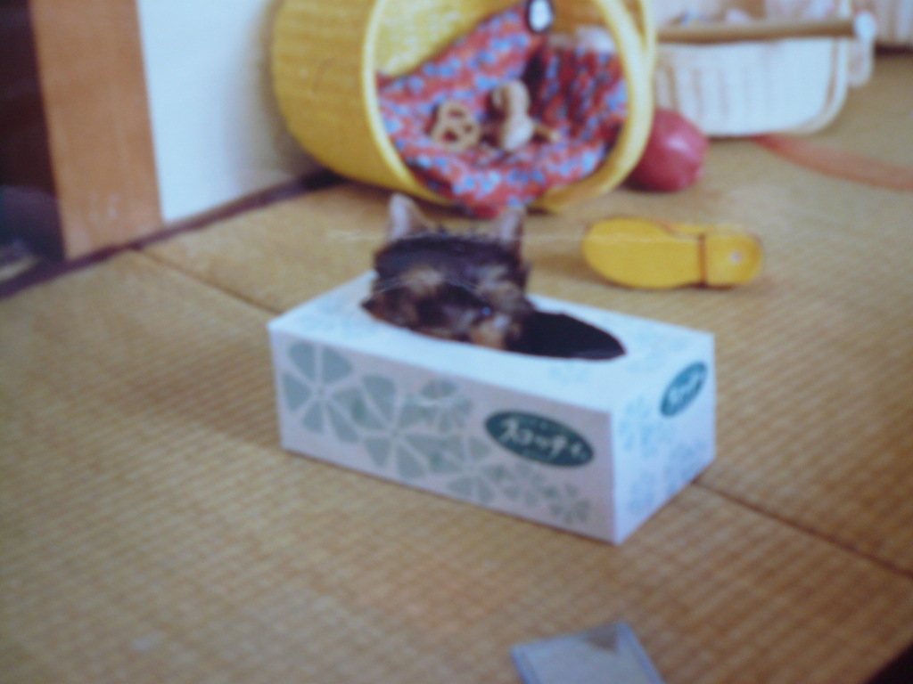 中にもぐってます。