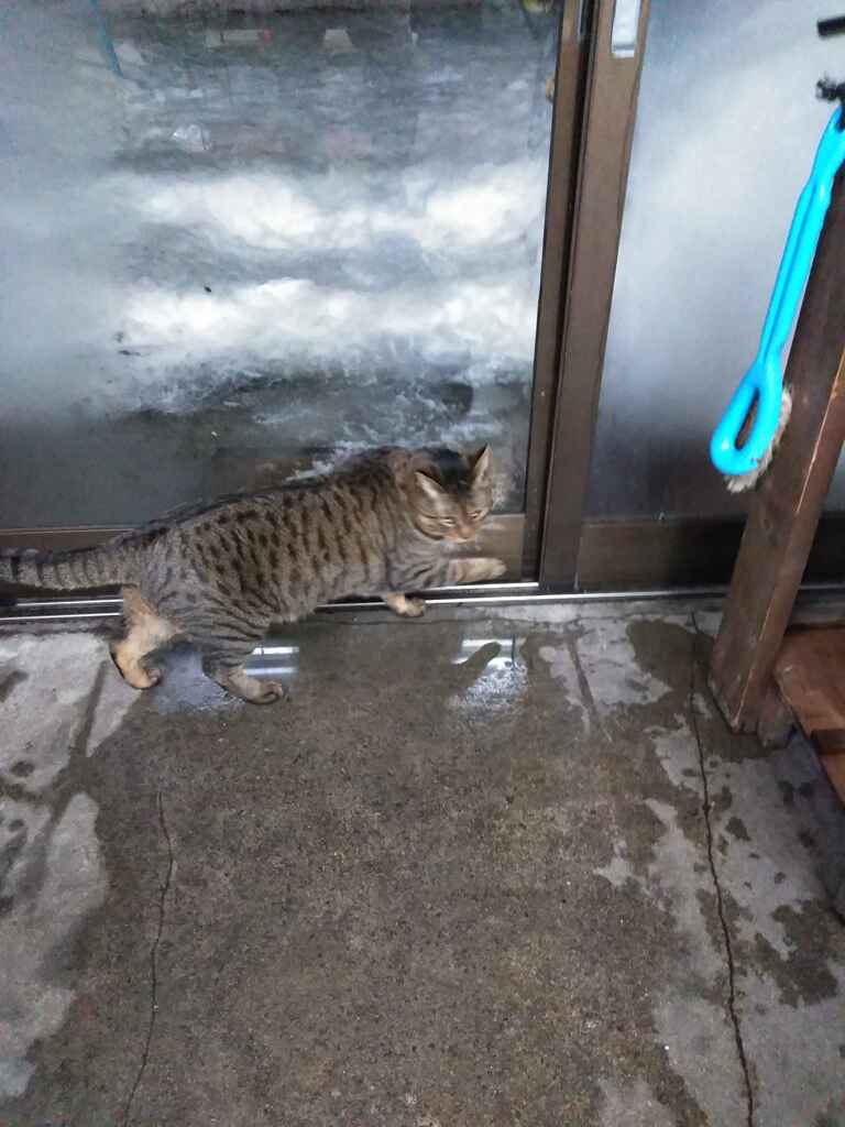 ミーちゃん外に出たいよ～～～～