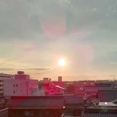 ピンクの花びら