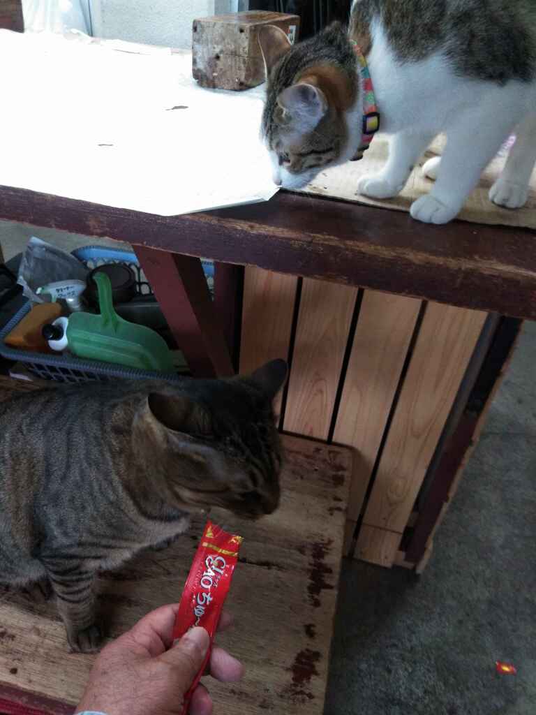 ミーちゃん残しててね