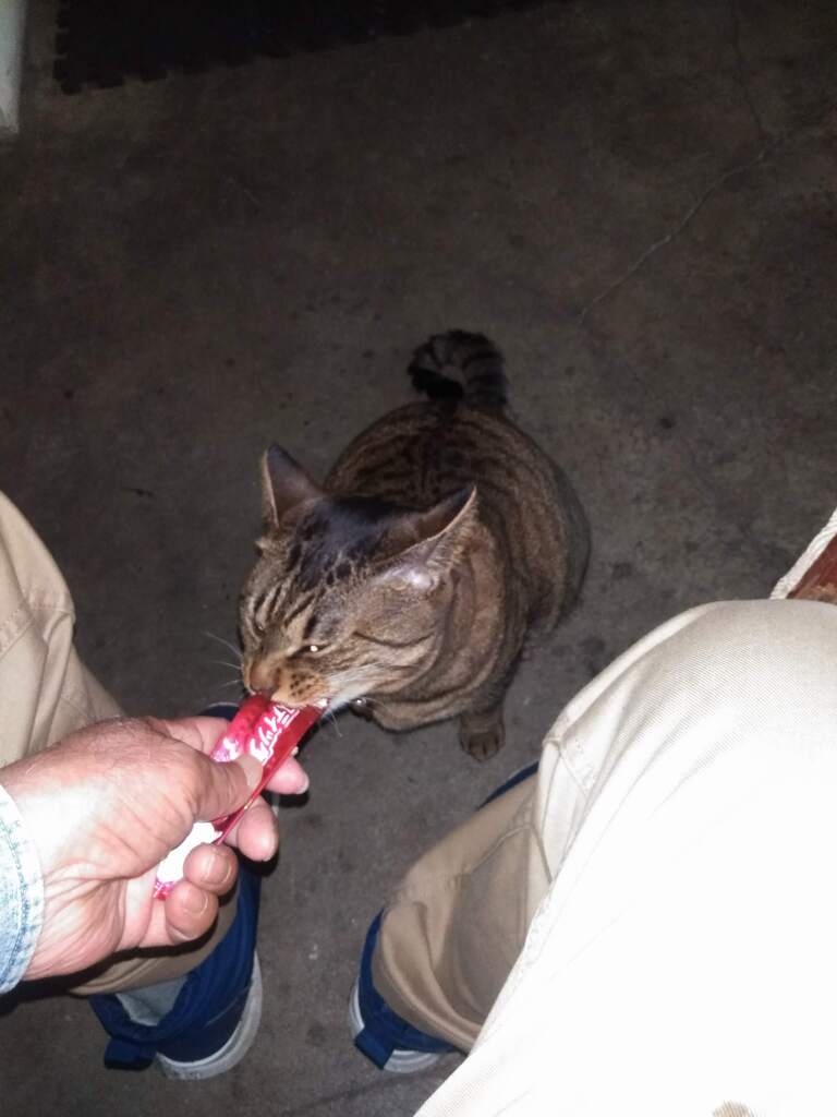 大好きなチュール