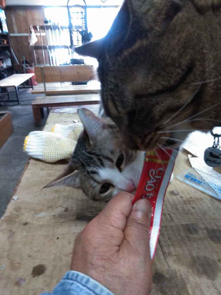 やっぱり来た