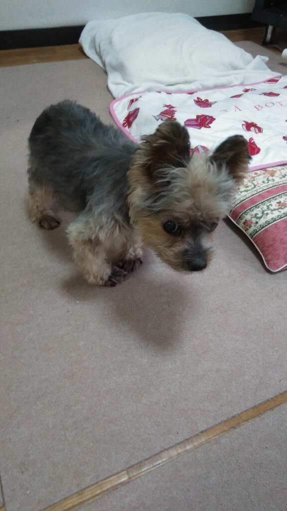 今日は調子いい