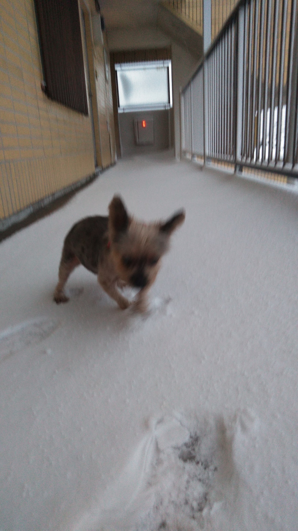 大雪