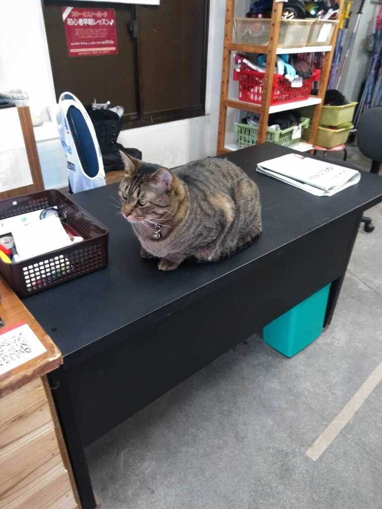 今日は濃霧です