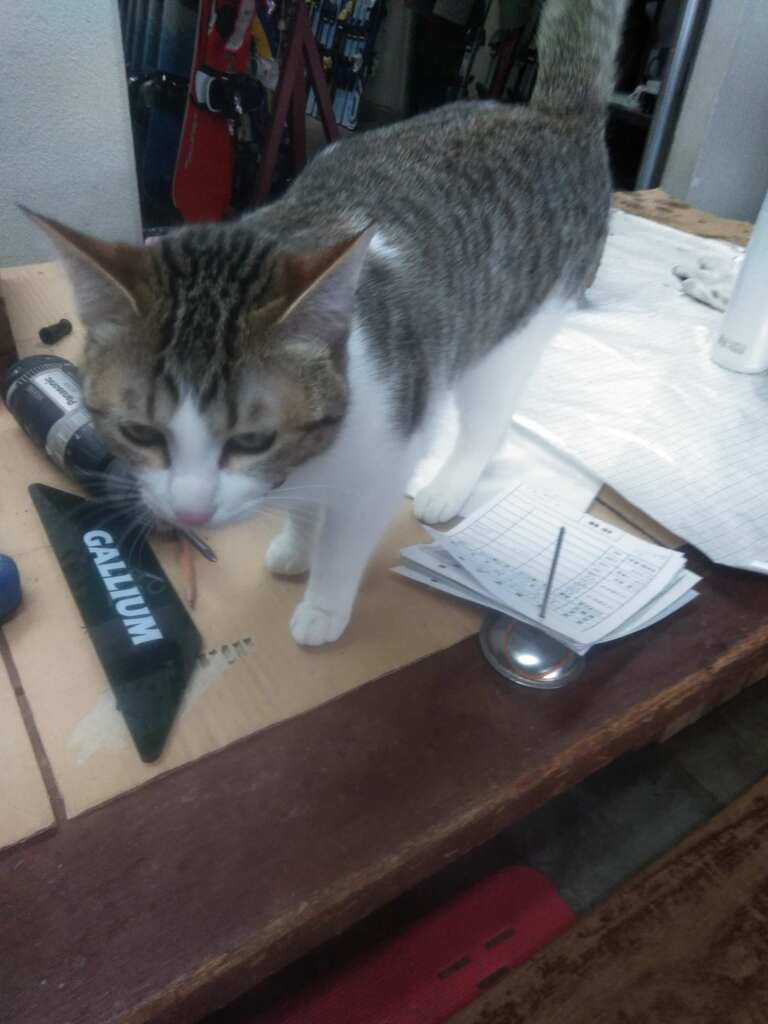 シッピー