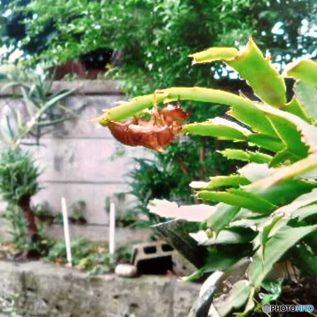 夏の光