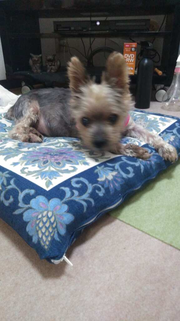 チャコちゃん、まったりとしてます