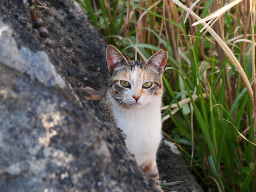 岩場猫