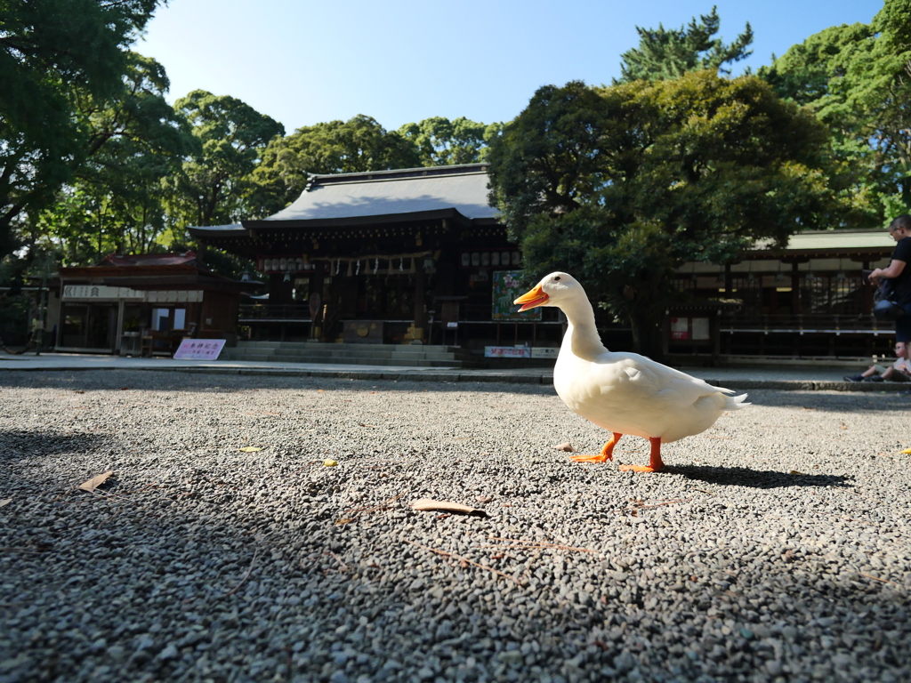 案内してくれるアヒル