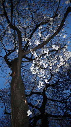 早朝桜