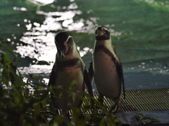 夜のペンギン