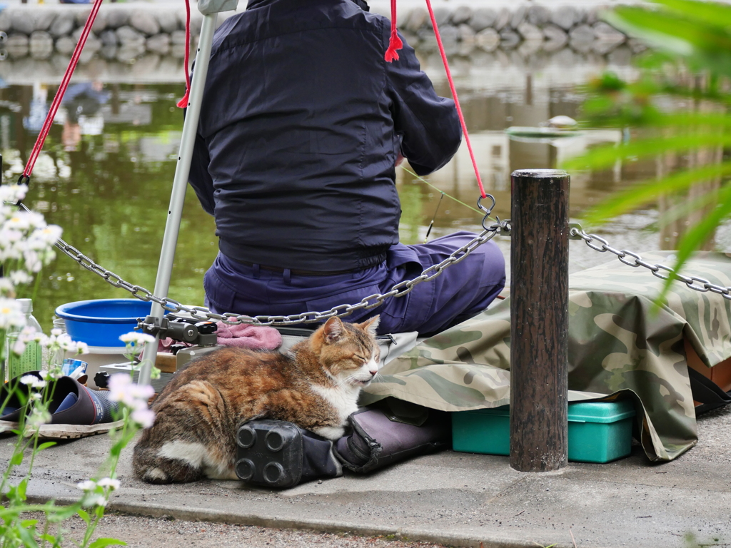 猫、釣り人と仲良し