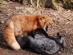 じゃれあい