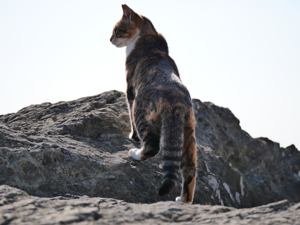 岩場猫