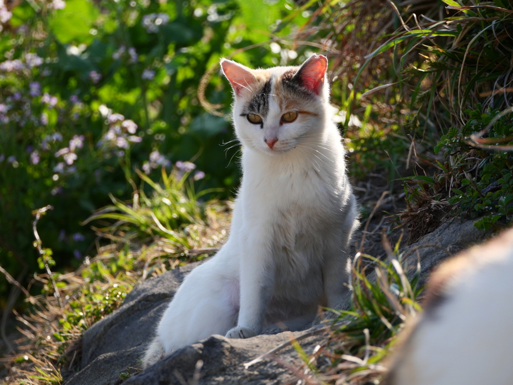 イタチ猫