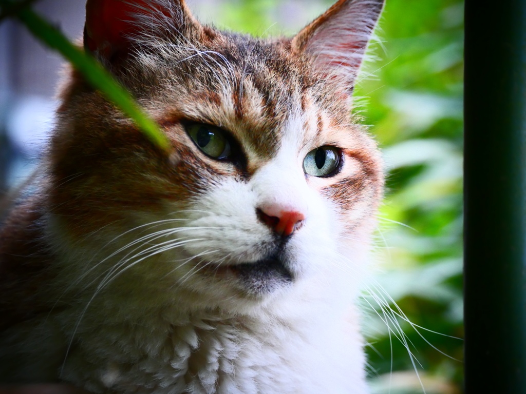 猫、子ガモを見つめて