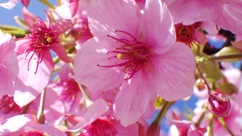 河津桜