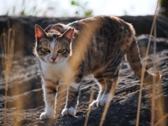 岩場猫