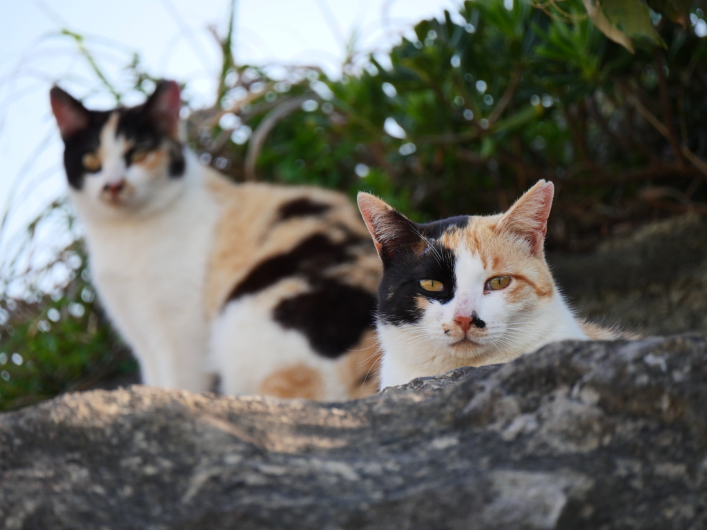 岩場猫×２