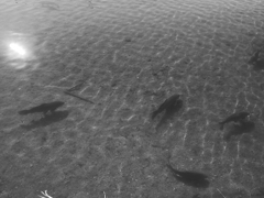 魚影