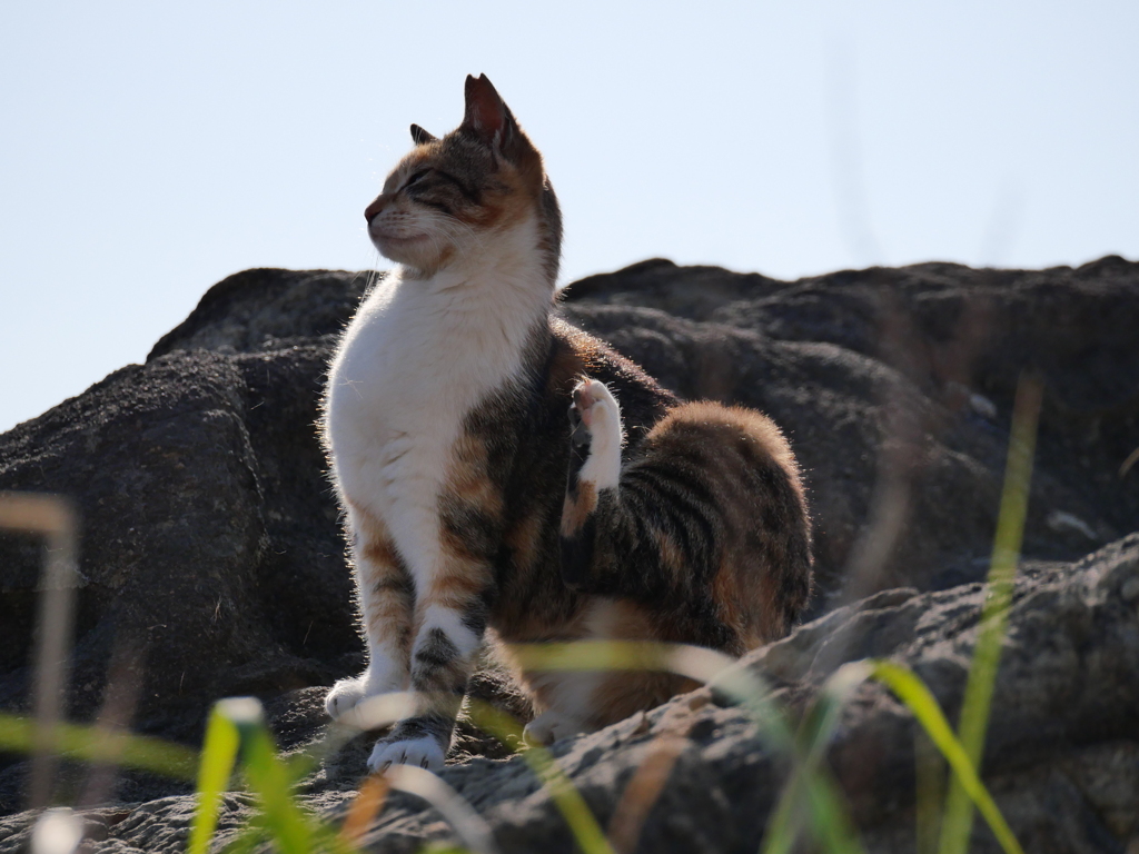 岩場猫