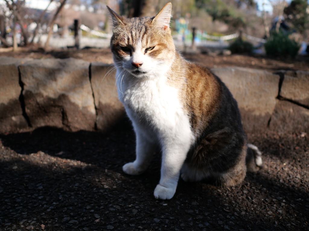 さかなかつあげ