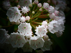 小花