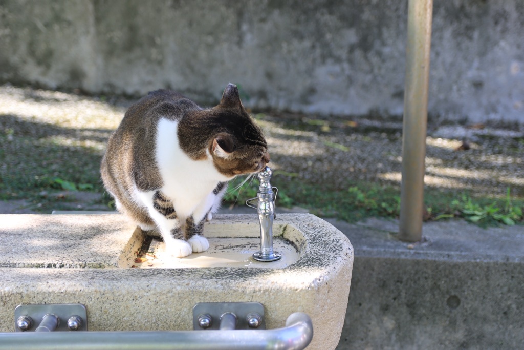 猫の水飲み