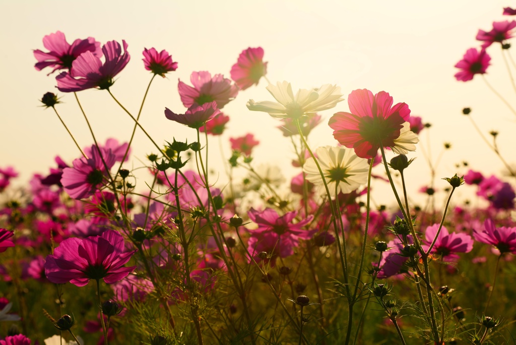 夕方秋桜