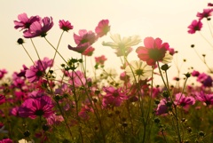 夕方秋桜