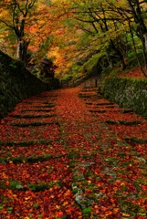 紅葉狩り