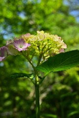 晴れの日の紫陽花