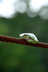 鉄線上のカエル