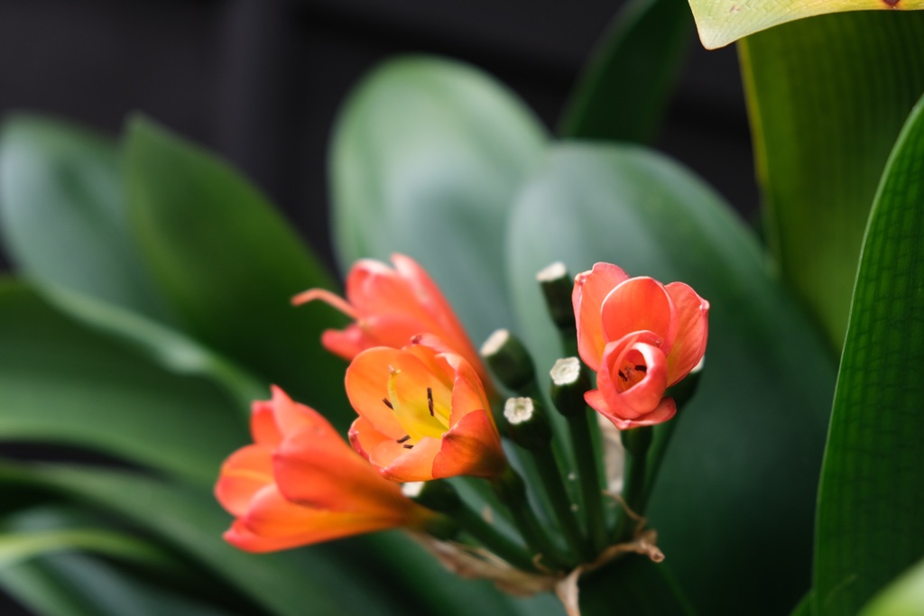 お気に入りの一輪