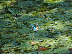 P8033326