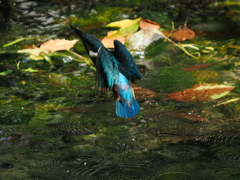 P8033452