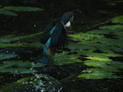 P8033205