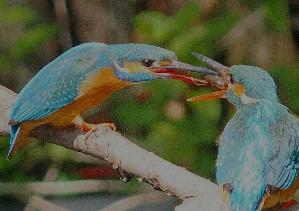 プロポーズ失敗（７コマ）