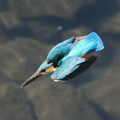 OI000055