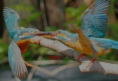 IMG_20220617_204005 (1)