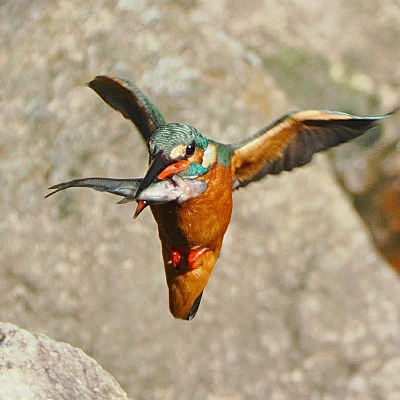 OI000031