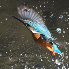 OI000038