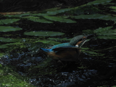 P8033221