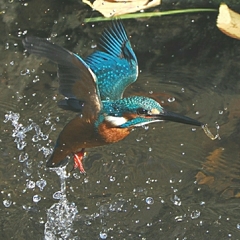 OI000049