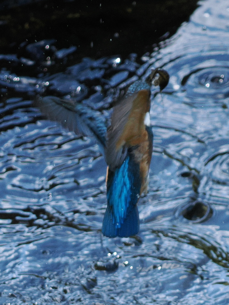 P9101648
