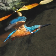 OI000031